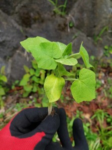 アレチウリ　本葉が数枚